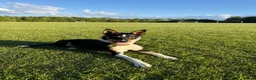 Mixed Breed dogs for sale: Lennie the kelpie x collie in Bampton - Advert 4