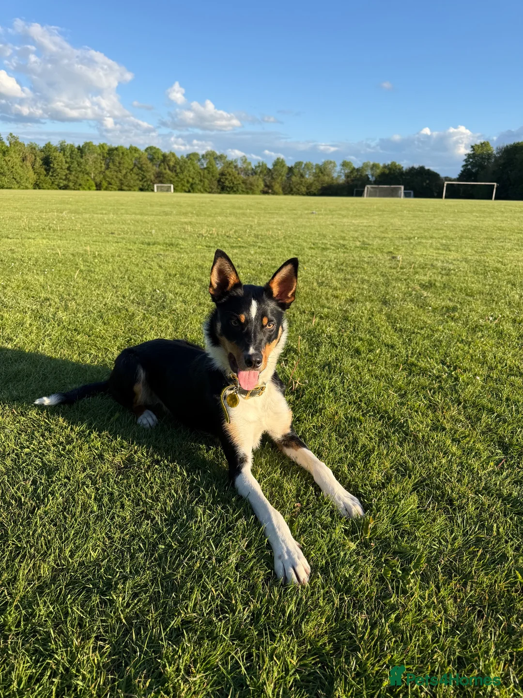 Mixed Breed dogs for sale: Lennie the kelpie x collie in Bampton - Advert 4