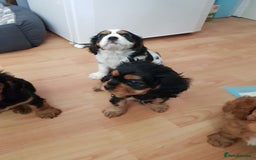 Cavalier King Charles Spaniel dogs for sale: 2 Cavalier king Charles puppies left - Image 11