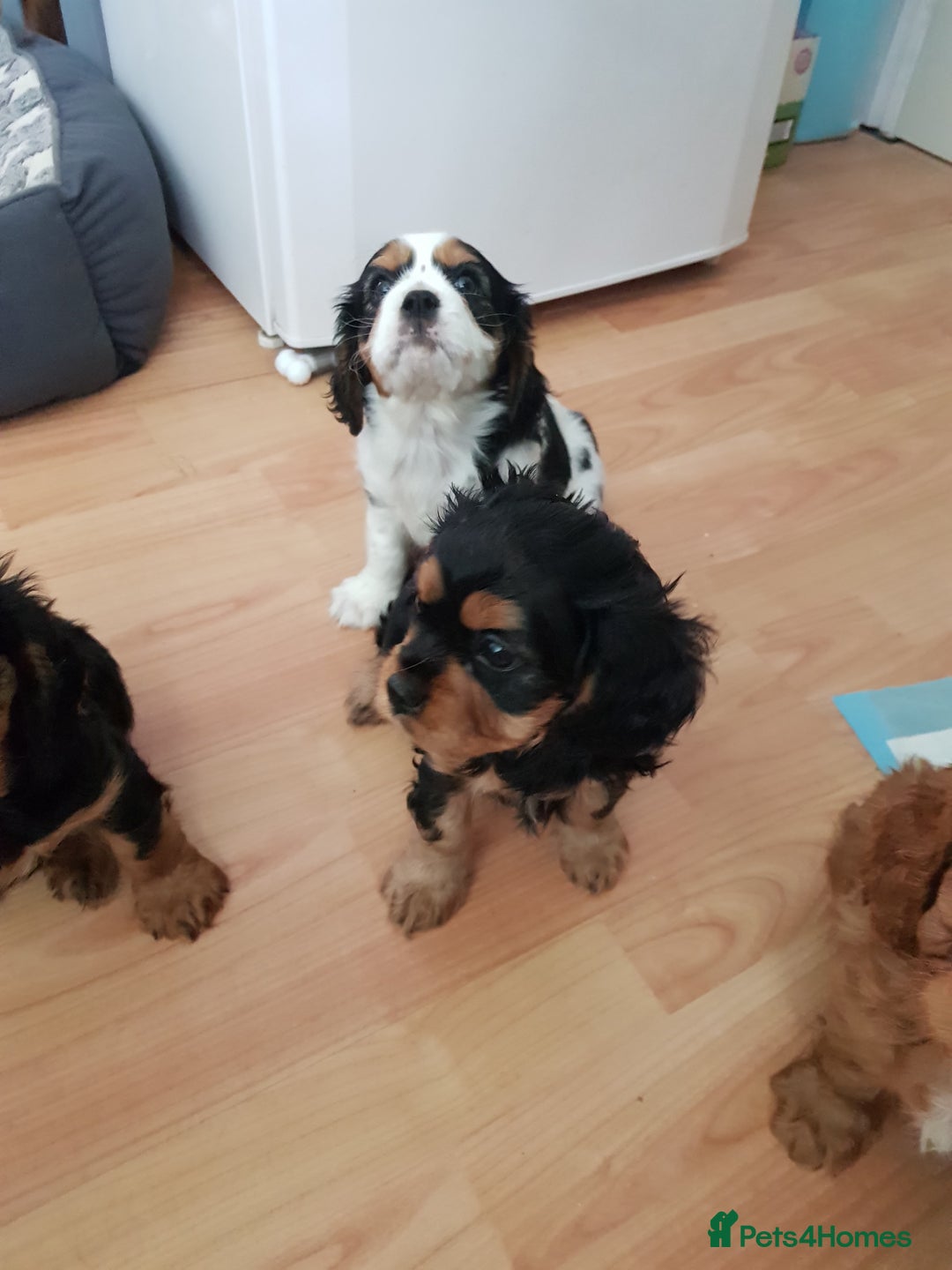 Cavalier King Charles Spaniel dogs for sale: 2 Cavalier king Charles puppies left - Image 11