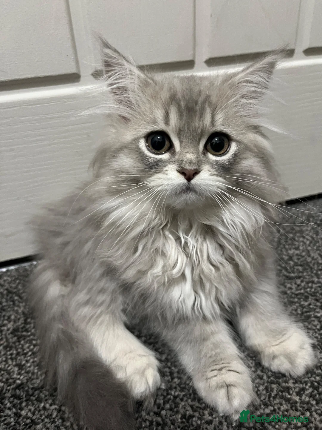 Persian cats for sale: Beautiful Persian kittens now ready to leave  - Advert 2
