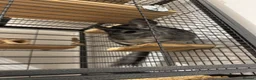 Chinchilla rodents for sale: Bonded Male Chinchillas (3 Yrs) + Everything in York - Advert 8