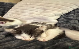 Domestic Shorthair cats for sale: short and long hair kittens ready to go - Image 7