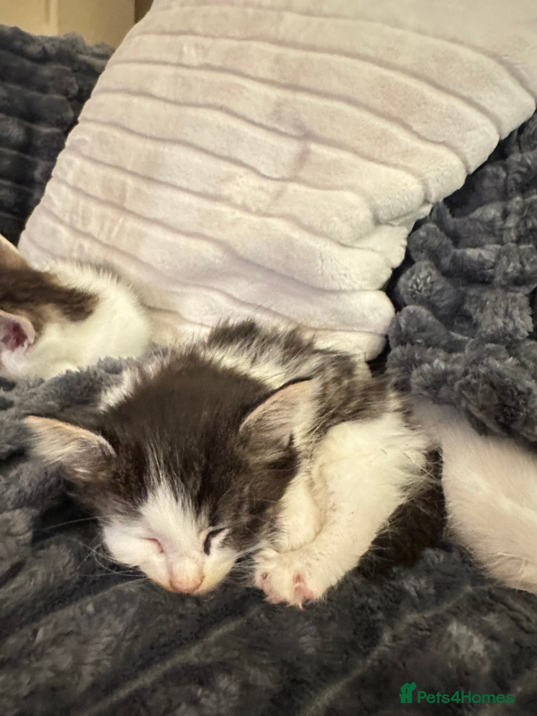 Domestic Shorthair cats for sale: short and long hair kittens ready to go - Image 7