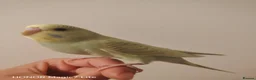 Budgerigars birds for sale: Baby budgies for sale  - Advert 5