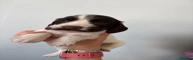 Cocker Spaniel 9