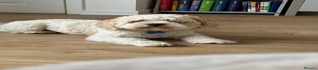 Cockapoo Puppy 1