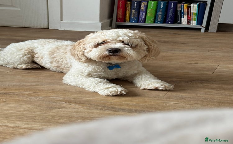 Cockapoo dogs - Advert 9