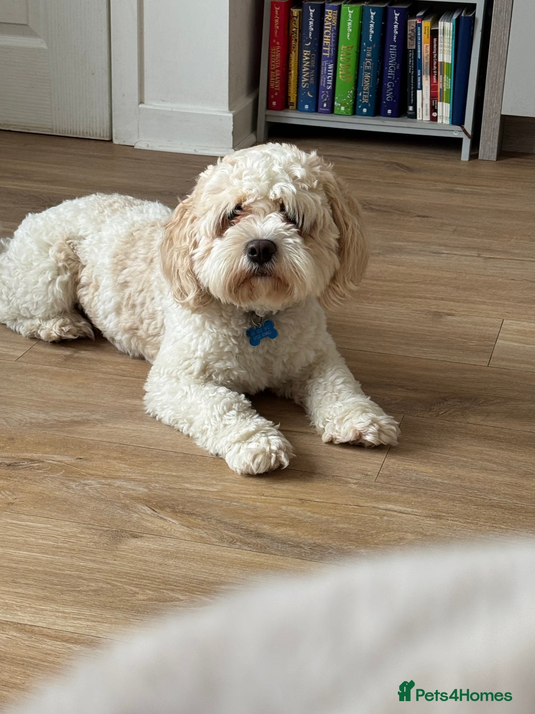 Cockapoo dogs for sale: 2 Cockapoos for rehoming  - Image 1