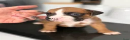 Boxer dogs for sale: 3 boy Boxer puppies for sale - Advert 14