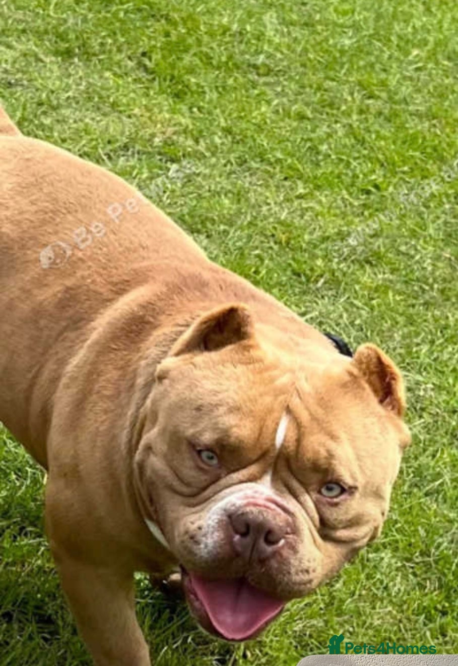 American Bully dogs Micro bully  - Advert 5