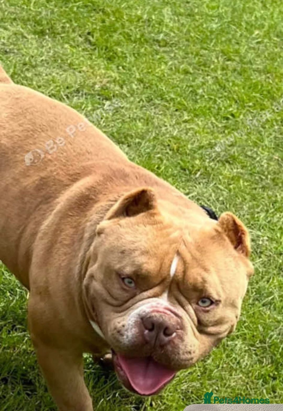 American Bully dogs for sale: Micro bully  - Advert 1