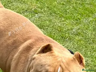 American Bully dogs Micro bully - Advert 13