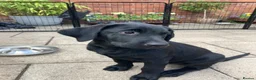 Labrador Retriever dogs for sale: 8 Stunning Fox Red & Black Labrador Puppies - Advert 3
