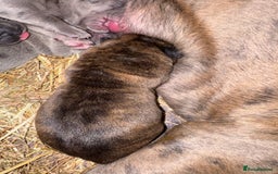 Cane Corso dogs for sale: Cane corso puppy’s. - Image 5