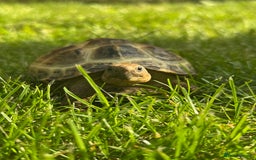 Tortoise reptiles for sale: horsefield tortoise x2 in Walsall - Image 1
