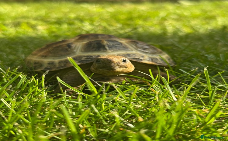 Tortoise reptiles in Walsall - Advert 1