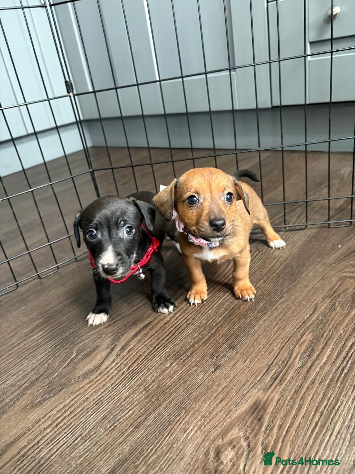 Jack Russell dogs Jack Russel puppies  - Advert 6