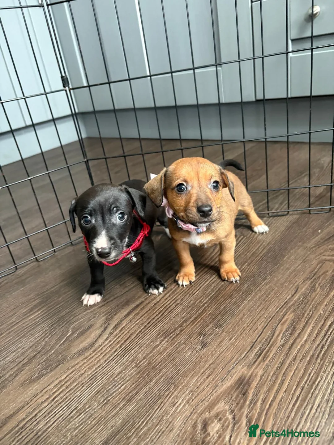 Jack Russell dogs for sale: Jack Russel puppies  in Retford - Advert 12