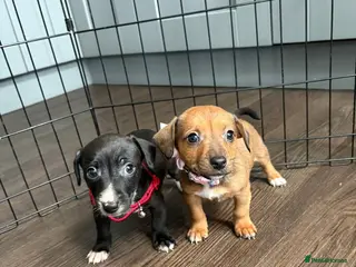 Jack Russell dogs Jack Russel puppies - Advert 6