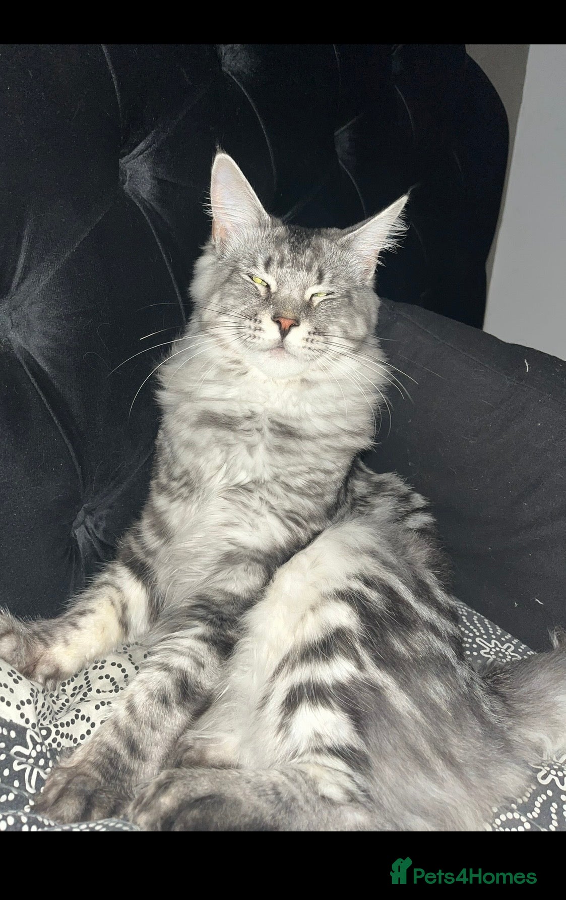 Maine Coon cats Maine coon stud  - Advert 18