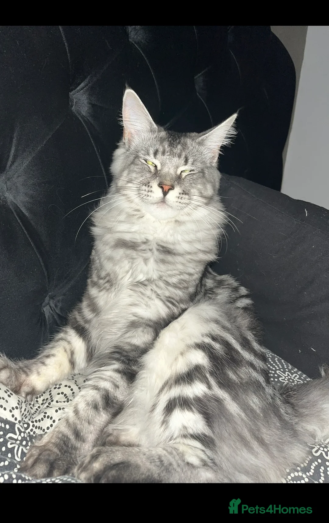 Maine Coon cats for stud: Maine coon stud  - Advert 2