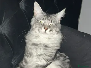 Maine Coon cats Maine coon stud - Advert 18