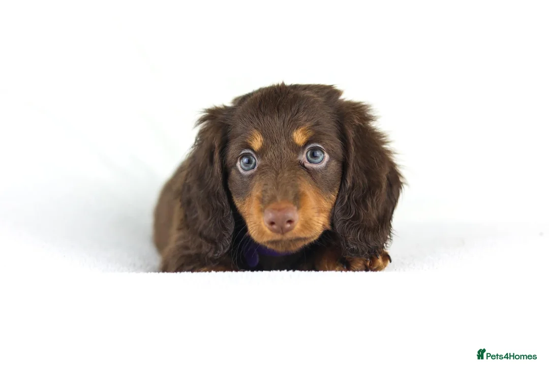 Miniature Dachshund dogs for sale: 4 male Dachshunds - Advert 2