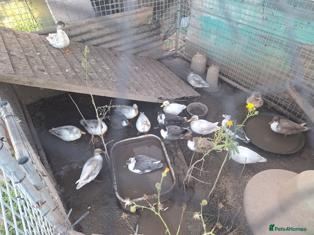 Ducks poultry for sale: Various call duck drakes  - Image 3