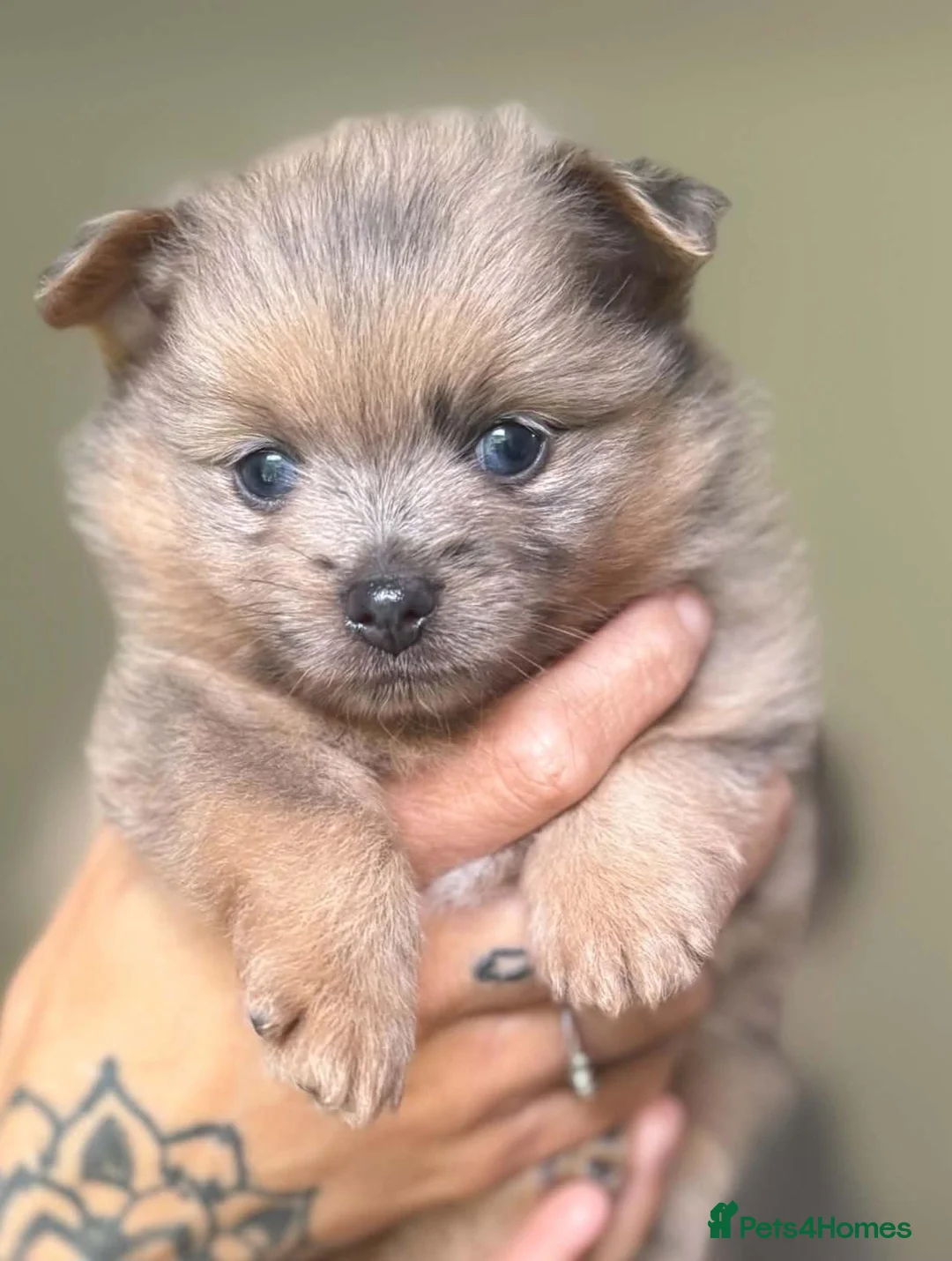 Pomeranian dogs for sale: Rare Merles!! lilac/tan boy and Choc/ tan girl ❤️  - Advert 2
