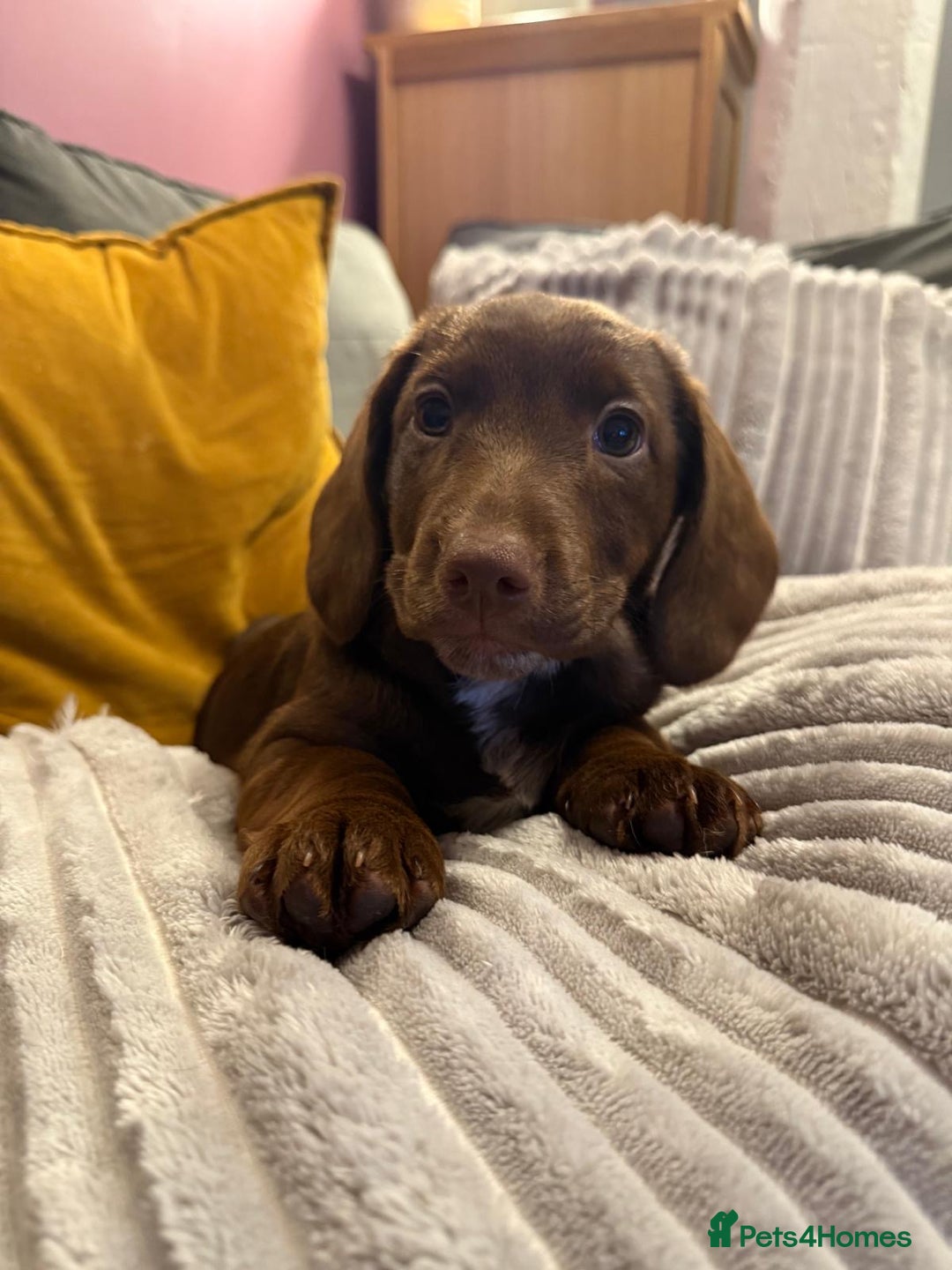 Mixed Breed dogs for sale: Doxie puppies  - Advert 19