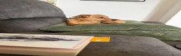 Mixed Breed dogs for sale: Beautiful boy seeking home - Advert 5