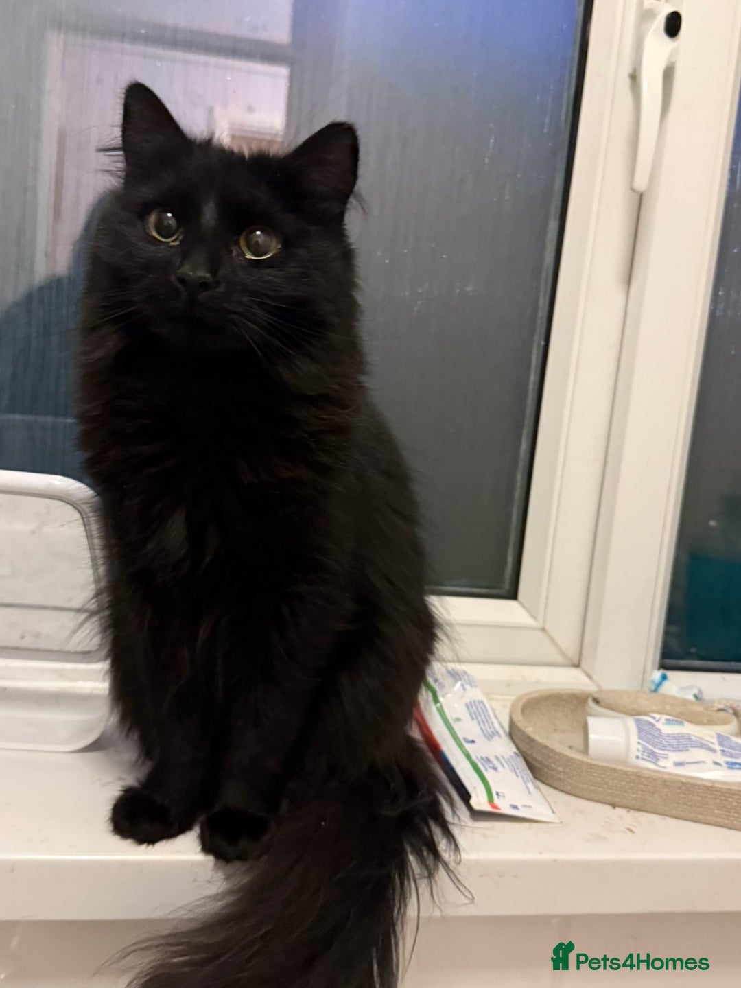 Mixed Breed cats for sale: Gorgeous fluffy cat - Advert 1