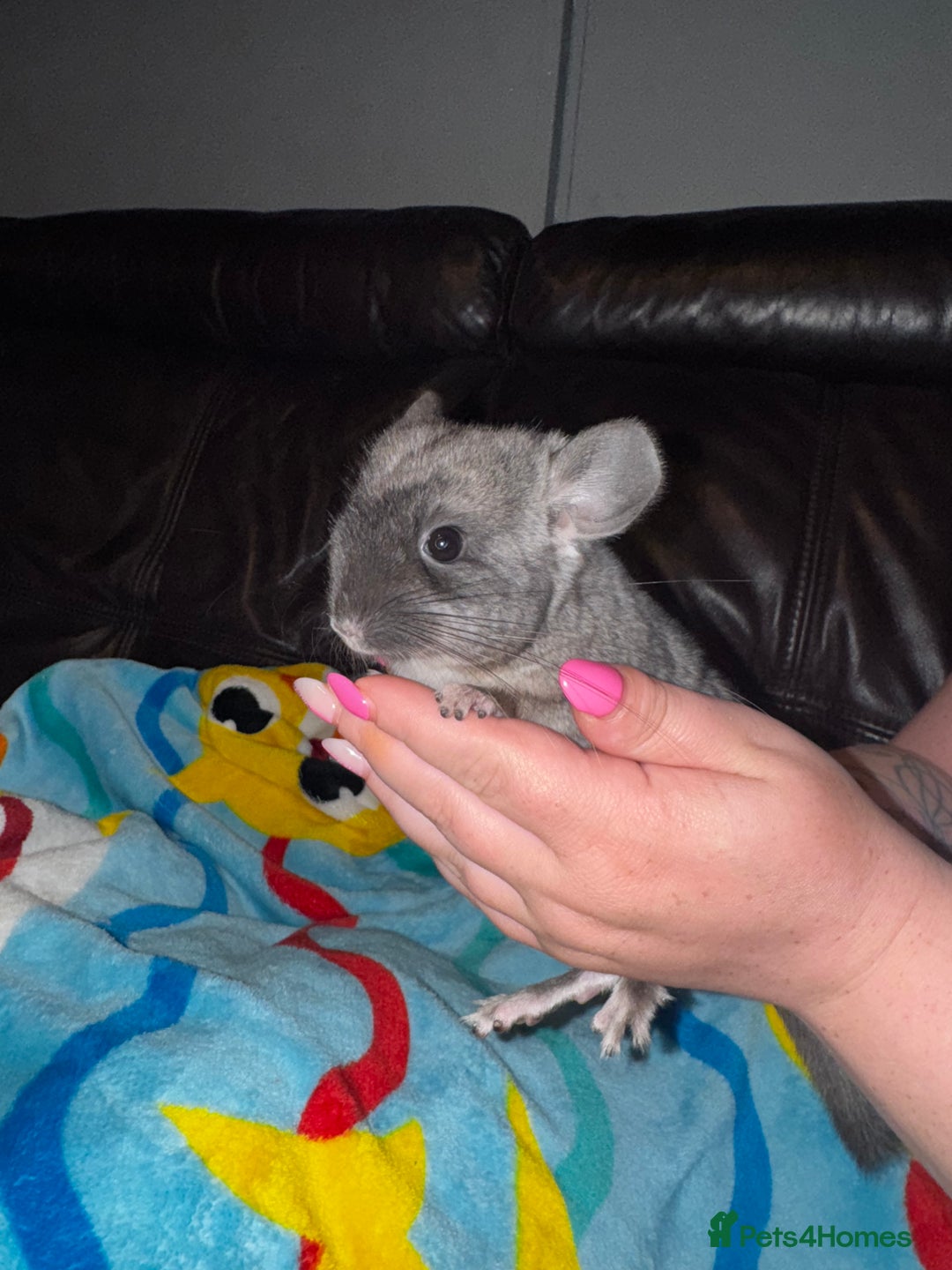 Chinchilla rodents for sale: 1 Grey Male Baby Chinchilla For Sale  - Image 7