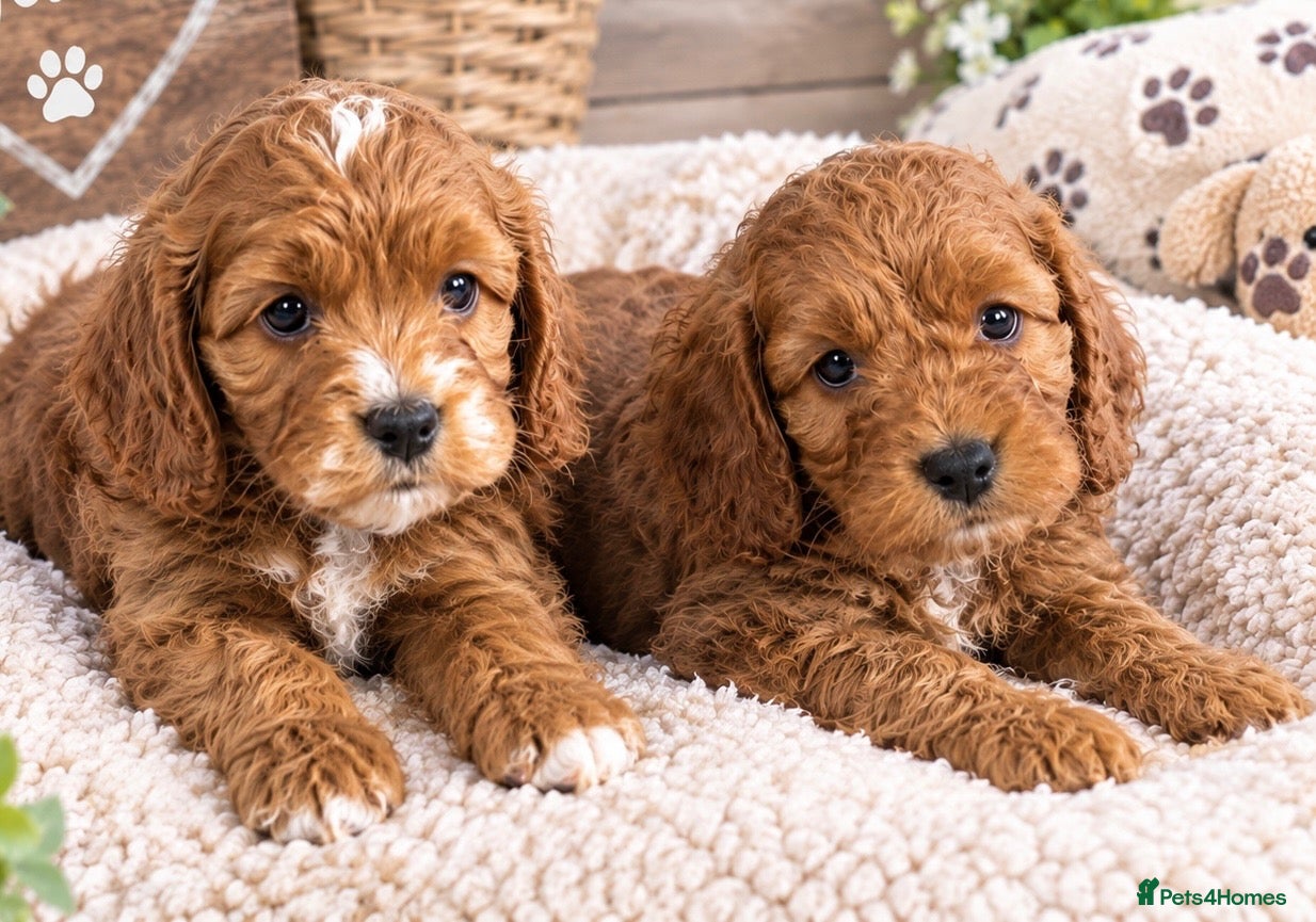 Cockapoo dogs DNA HEALTH TESTED F1 COCKAPOOS  - Advert 2