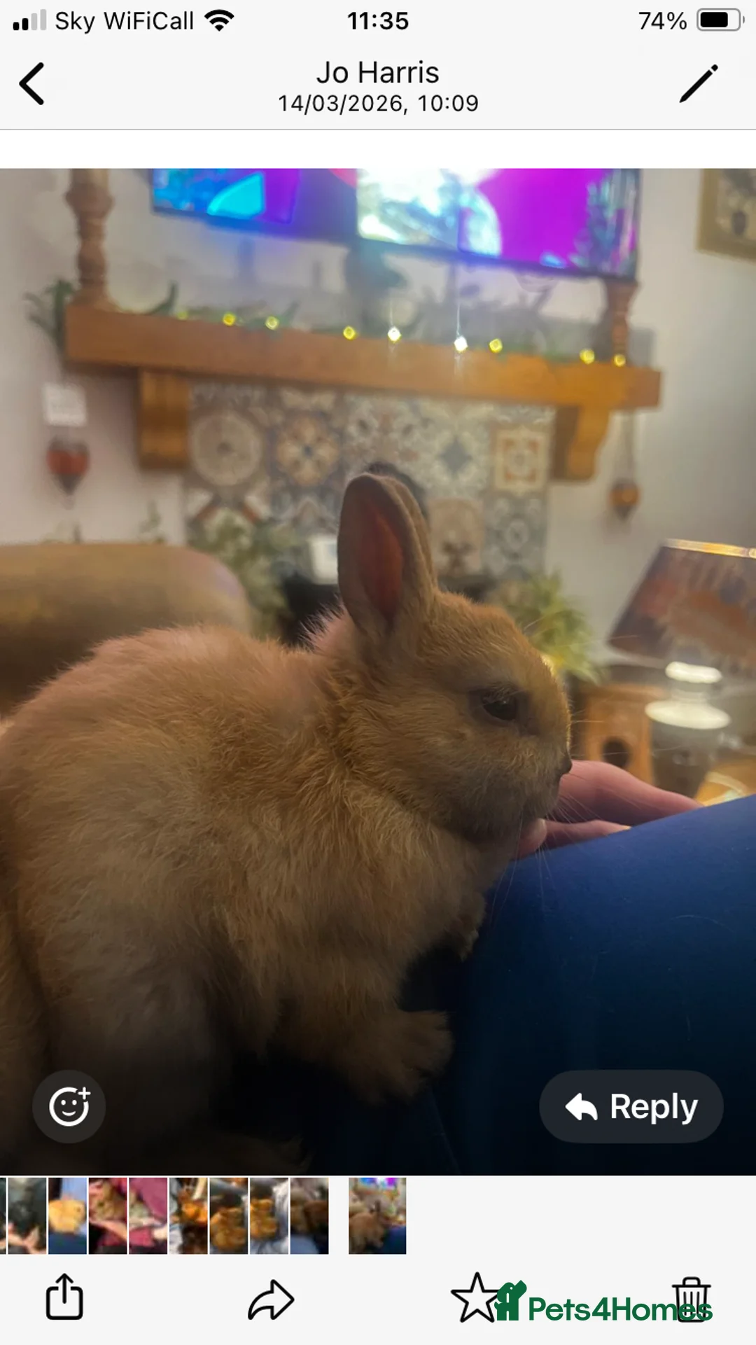 Netherland Dwarf rabbits for sale: Pure bred Netherland Dwarf bunnies - Advert 27