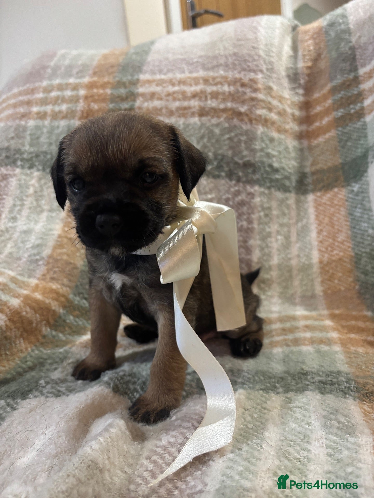 Border Terrier dogs KC reg border terriers  - Advert 4