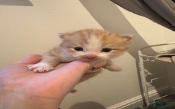 Persian cats for sale: 5 little Persian x boys - Image 6