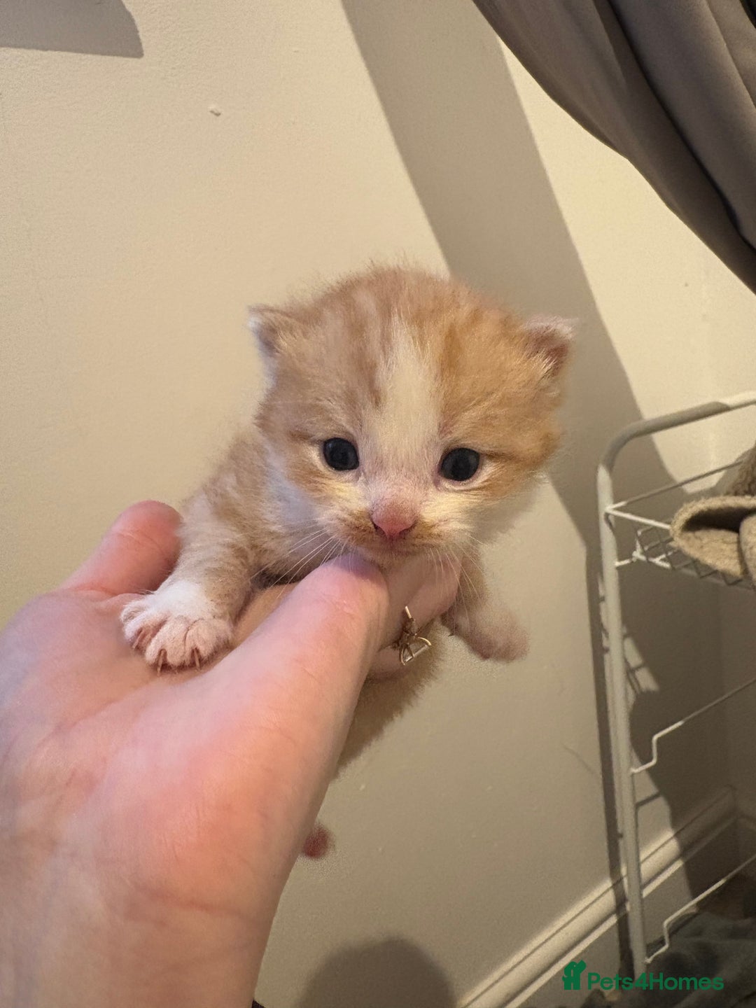 Persian cats for sale: 5 little Persian x boys - Image 6