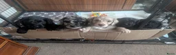 Labradoodle dogs for sale: Beautiful cuddly mini F1b Labradoodles  - Advert 2