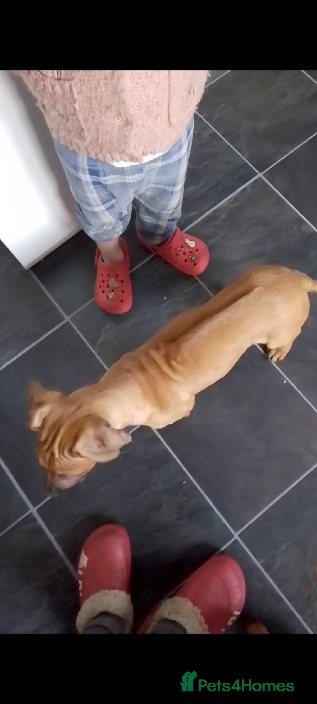 Rhodesian Ridgeback dogs for sale: Rhodesian Ridgeback Puppies - Advert 6