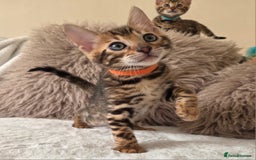 Bengal cats for sale: ✨ Bengal TICA Registered kittens Available ✨🐱 - Image 29