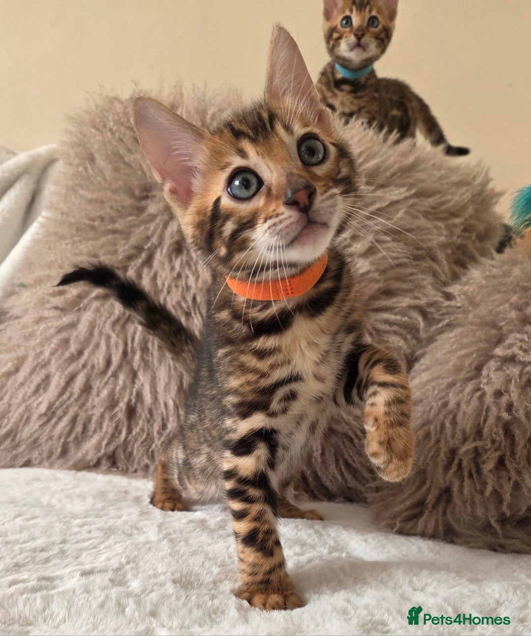 Bengal cats for sale: ✨ Bengal TICA Registered kittens Available ✨🐱 - Image 29