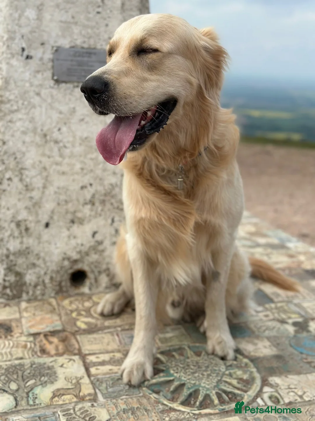 Golden Retriever dogs for stud: Charlie available at stud  in Telford - Advert 6