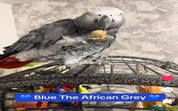Parrots birds for sale: Parrot Tame & Talking 6 Yrs Old  - Image 4