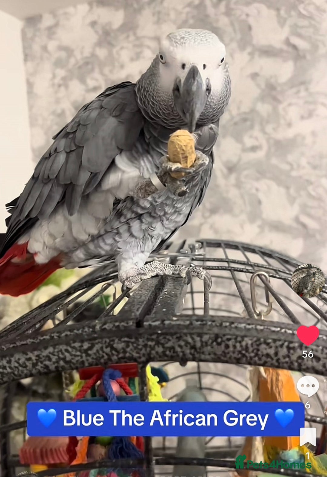 Parrots birds for sale: Parrot Tame & Talking 6 Yrs Old  - Image 4