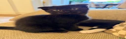 Scottish Fold cats for sale: Beautiful British shorthair kittens for sale  in Romford - Advert 8