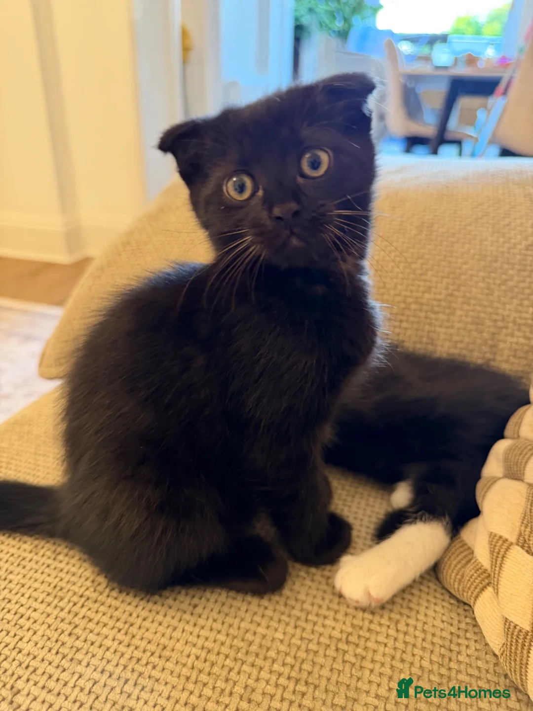 Scottish Fold cats for sale: Beautiful British shorthair kittens for sale  in Romford - Advert 8