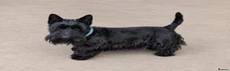 Scottish Terrier dogs for sale: Scottish Terrier Puppies  - Advert 3