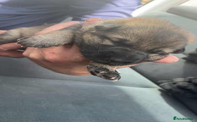 German Shepherd dogs - Advert 3